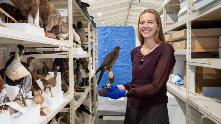 Museum to reveal hidden treasures