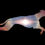 Mystery ‘whippet’ space explosion is the brightest of its kind