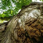 Oaks face ‘slow burn’ disaster