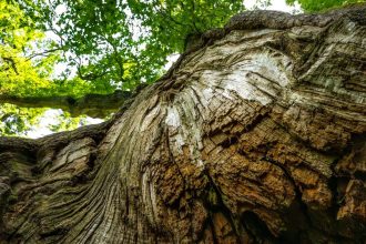 Oaks face ‘slow burn’ disaster