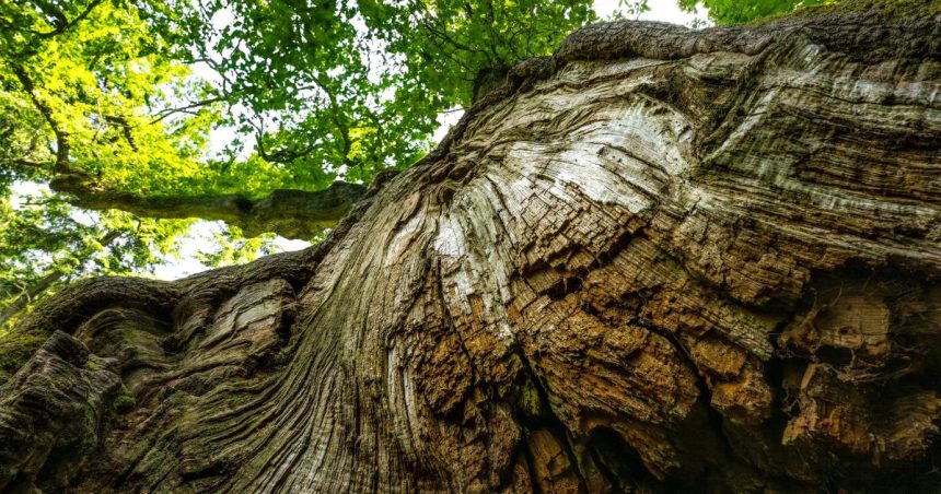 Oaks face ‘slow burn’ disaster