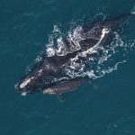 Ocean speed limits protect endangered right whales. Trump wants to weaken them.