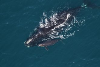 Ocean speed limits protect endangered right whales. Trump wants to weaken them.