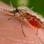 One Key Protein Could Be a Powerful New Target Against Malaria : ScienceAlert