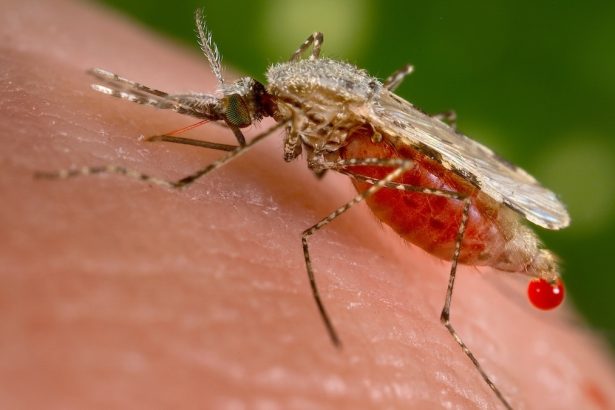 One Key Protein Could Be a Powerful New Target Against Malaria : ScienceAlert