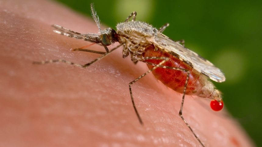 One Key Protein Could Be a Powerful New Target Against Malaria : ScienceAlert