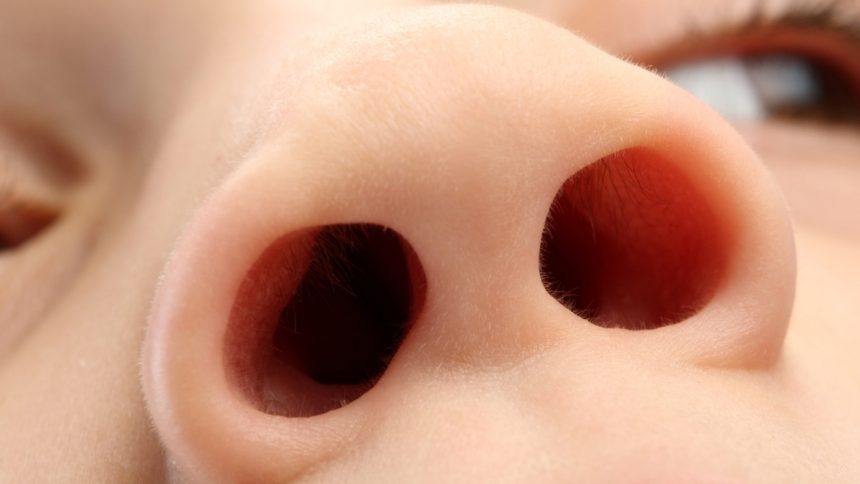 One Nostril Is More Dominant Than The Other. Here’s Why. : ScienceAlert