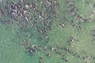 Orcas may be to blame for some mass dolphin strandings