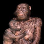 Our extinct Australopithecus relatives may have had difficult births