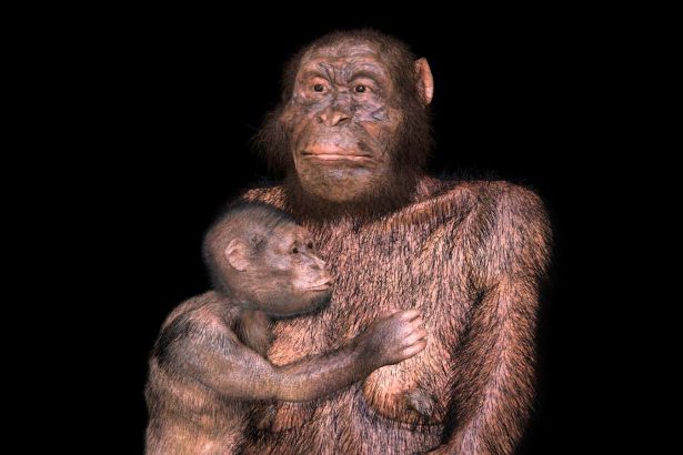 Our extinct Australopithecus relatives may have had difficult births