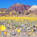 Photographer Dr. Elliott McGucken Seizes a Rare Superbloom in Death Valley — Colossal