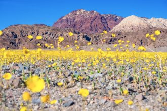Photographer Dr. Elliott McGucken Seizes a Rare Superbloom in Death Valley — Colossal