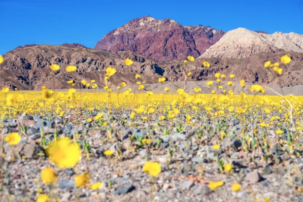 Photographer Dr. Elliott McGucken Seizes a Rare Superbloom in Death Valley — Colossal