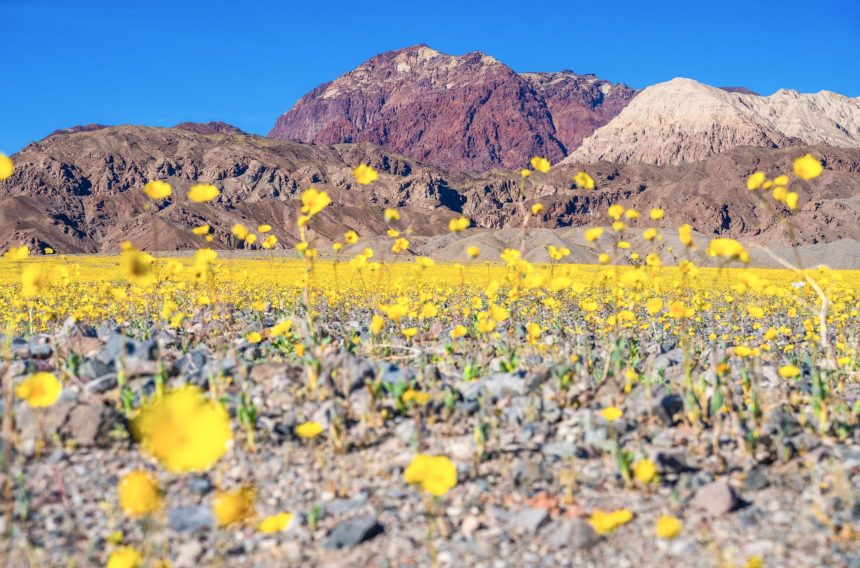Photographer Dr. Elliott McGucken Seizes a Rare Superbloom in Death Valley — Colossal