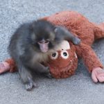Punch the monkey and his plushie re-create a famous psychological experiment