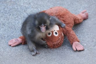 Punch the monkey and his plushie re-create a famous psychological experiment