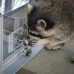 Raccoons will solve puzzles just for fun