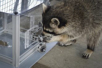 Raccoons will solve puzzles just for fun