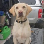 River sniffs out ‘truly remarkable find’ at Christchurch prison