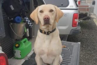 River sniffs out ‘truly remarkable find’ at Christchurch prison