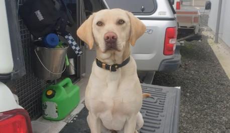 River sniffs out ‘truly remarkable find’ at Christchurch prison