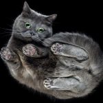 Scientists Discover a New Twist in Why Falling Cats Land on Their Feet : ScienceAlert