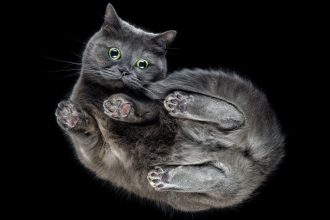 Scientists Discover a New Twist in Why Falling Cats Land on Their Feet : ScienceAlert