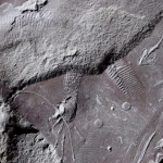 See the world’s oldest fossilized ‘butthole’ imprint