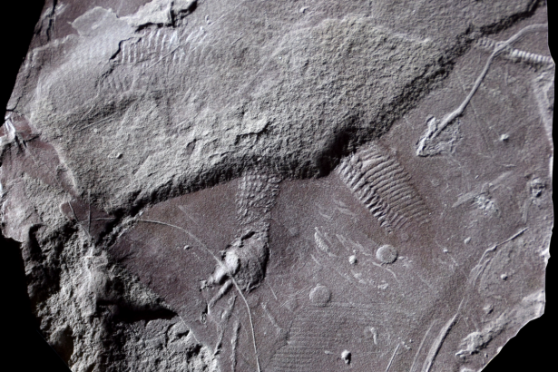 See the world’s oldest fossilized ‘butthole’ imprint