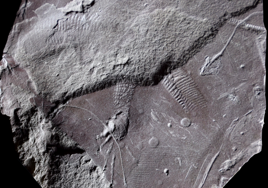 See the world’s oldest fossilized ‘butthole’ imprint