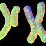 Selfish Y chromosome may explain why some families mostly have sons
