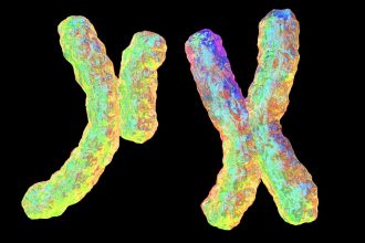 Selfish Y chromosome may explain why some families mostly have sons