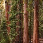 Sequoia Fund to Be Transplanted into an ETF