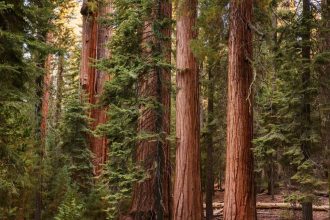 Sequoia Fund to Be Transplanted into an ETF