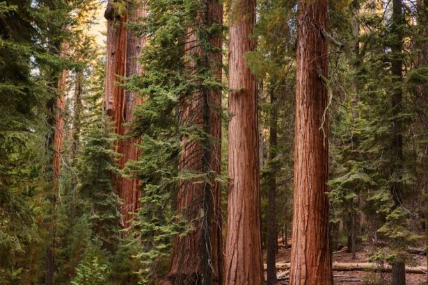 Sequoia Fund to Be Transplanted into an ETF