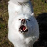 ‘Singing’ dogs may show the evolutionary roots of musicality