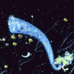 Single-celled organism with no brain is capable of Pavlovian learning