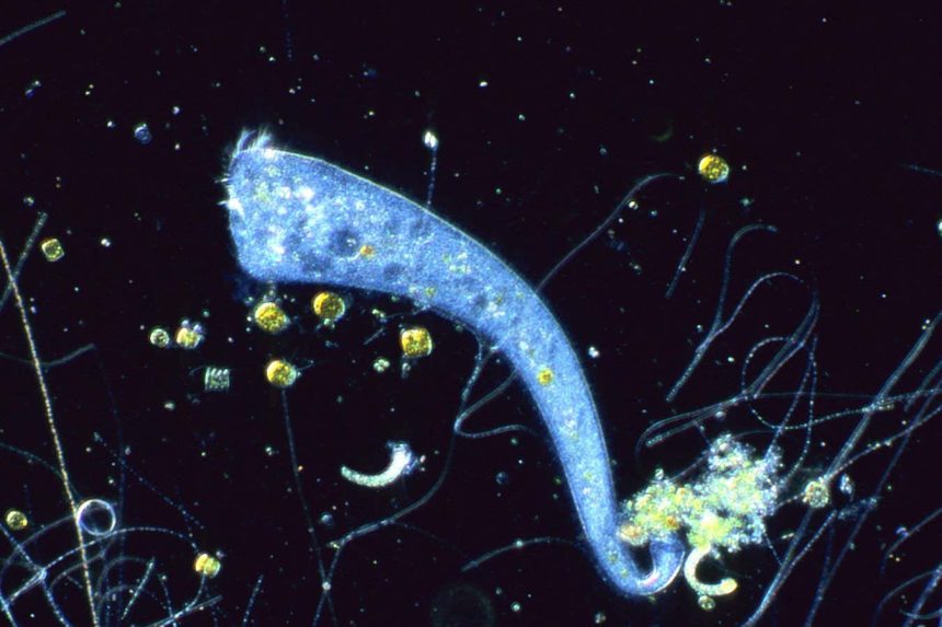 Single-celled organism with no brain is capable of Pavlovian learning