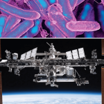 Spaceflight supercharges viruses’ ability to infect bacteria