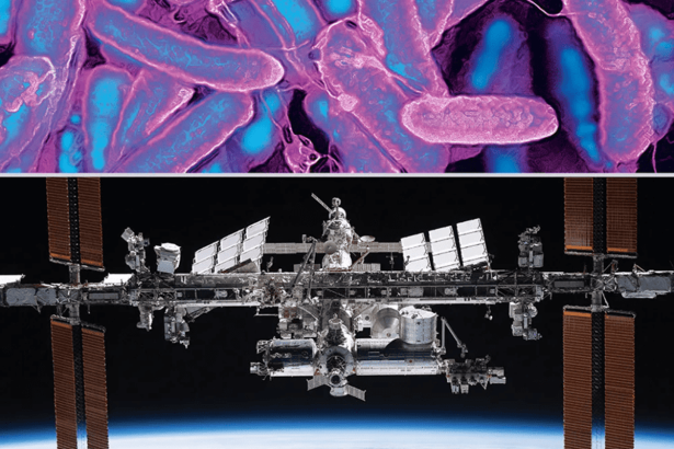 Spaceflight supercharges viruses’ ability to infect bacteria