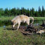 Species slowdown: Is nature’s ability to self-repair stalling?