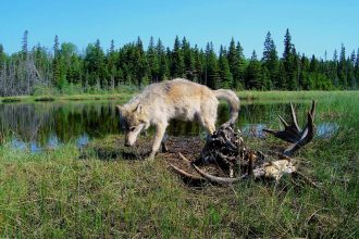 Species slowdown: Is nature’s ability to self-repair stalling?