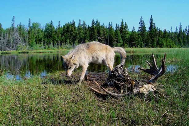 Species slowdown: Is nature’s ability to self-repair stalling?