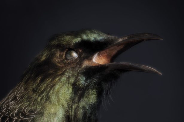 Spectral Birds Endemic to New Zealand Find New Life in Fiona Pardington’s Portraits — Colossal