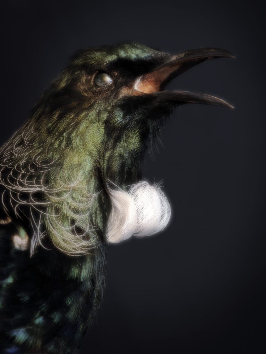 Spectral Birds Endemic to New Zealand Find New Life in Fiona Pardington’s Portraits — Colossal