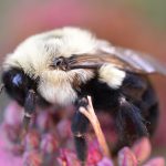 Submerged bumblebee queens breathe underwater