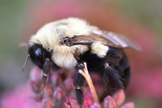 Submerged bumblebee queens breathe underwater