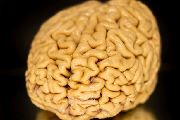 Superagers’ ‘Secret Ingredient’ May Be The Growth of New Brain Cells : ScienceAlert