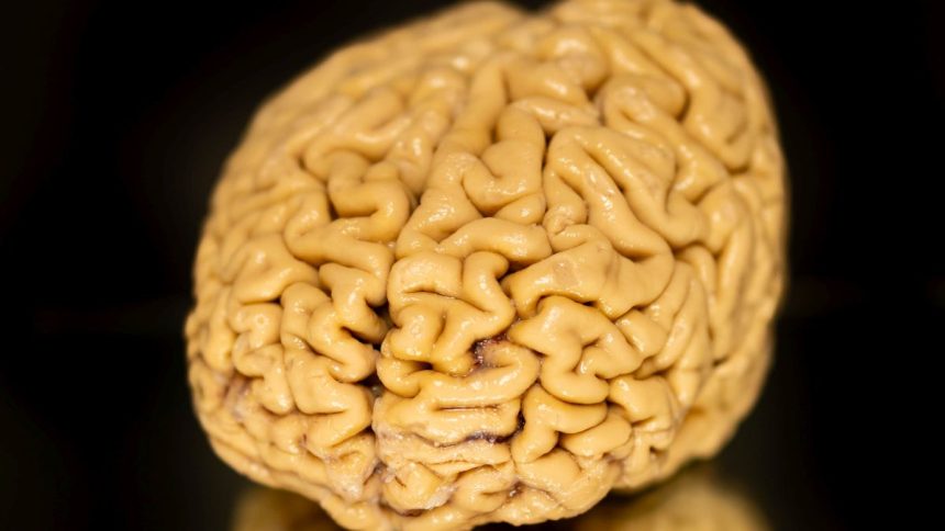 Superagers’ ‘Secret Ingredient’ May Be The Growth of New Brain Cells : ScienceAlert