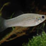 The Amazon molly — a sex-skipping fish — hacks evolution